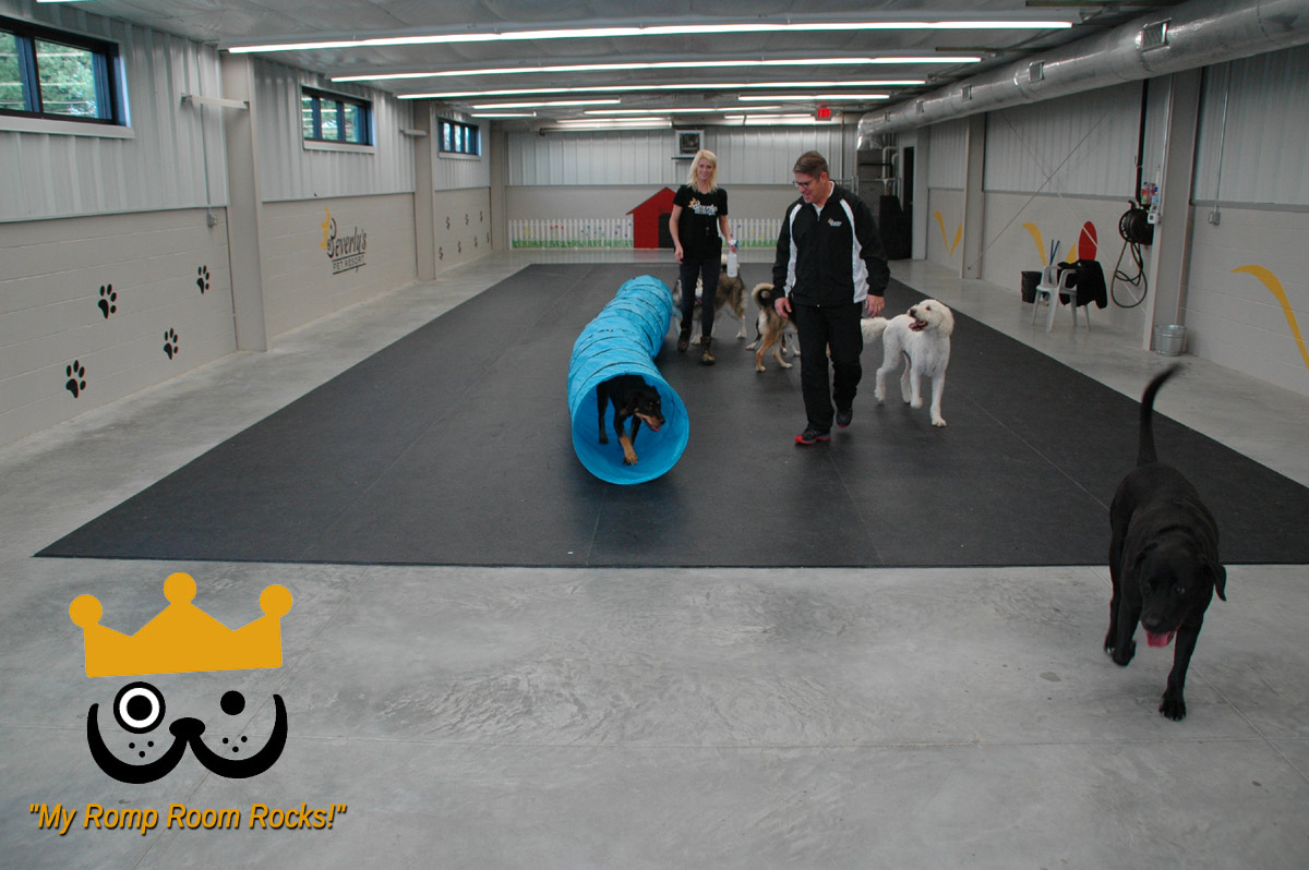 Dogs Love Bevo's Spacious Daycare Romp Room