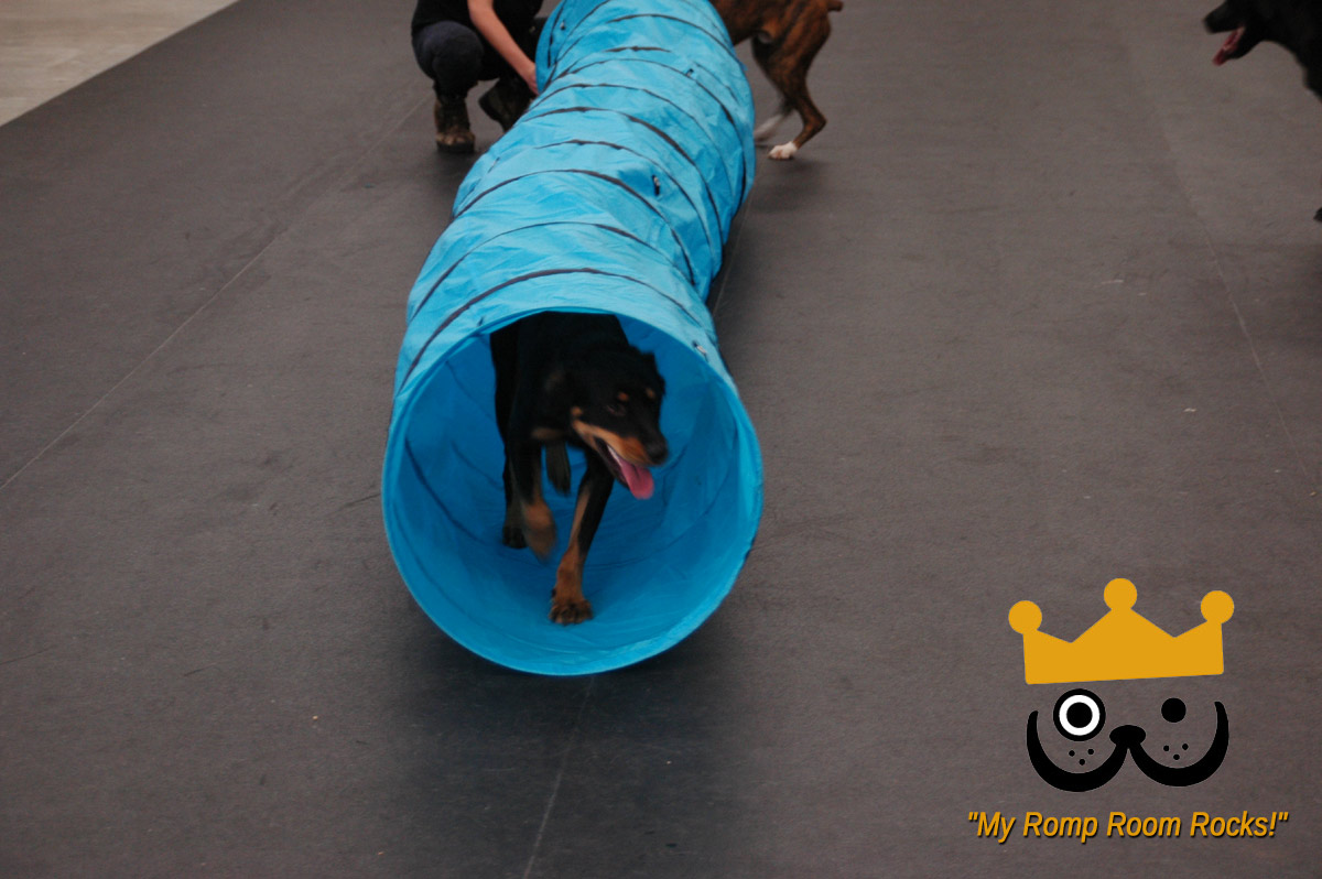 Dogs Love Bevo's Spacious Daycare Romp Room