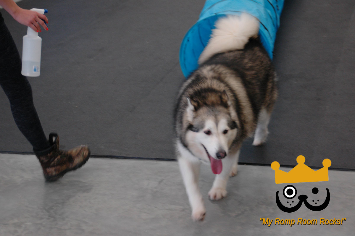 Dogs Love Bevo's Spacious Daycare Romp Room