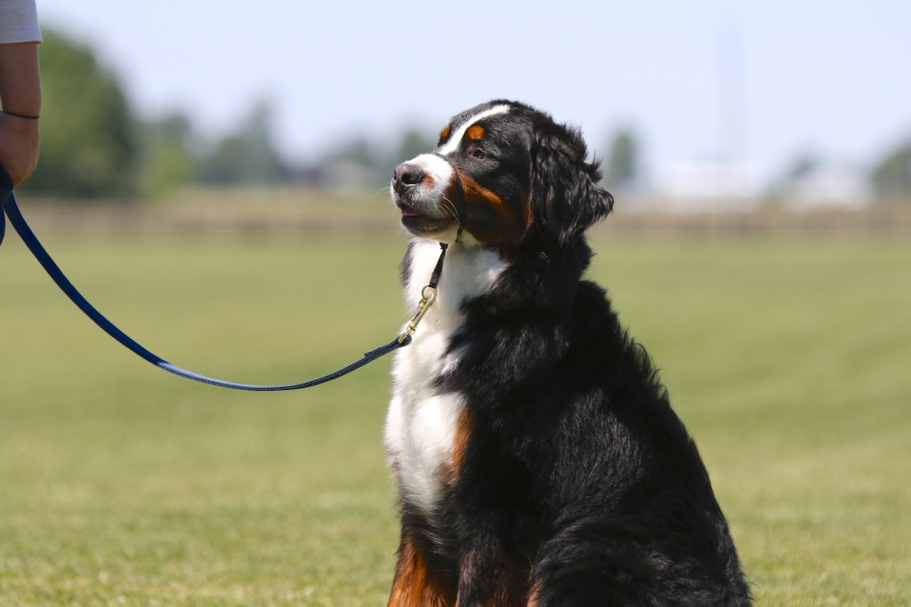 Dog Training Classes