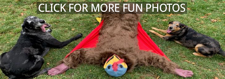 Photo of Thanksgiving Turkey posing prone on the ground with two dogs - link to PHOTOS ON FACEBOOK.