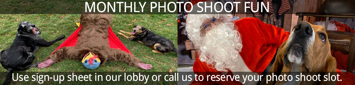 Photo Shoot Fun Monthly in Beverly's Dog Day Care