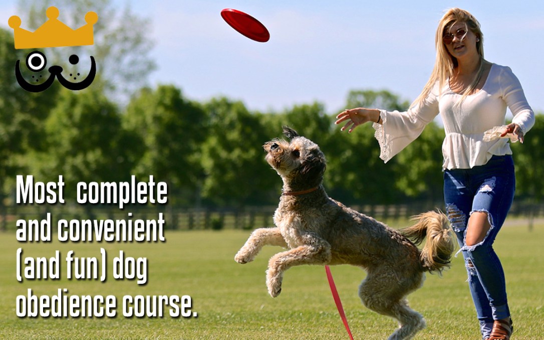 Most complete and convenient (and fun) dog obedience course available.