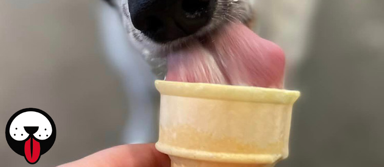 DOG.fun Dietary Bundles