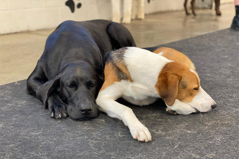 DOG.fun Dietary Bundles