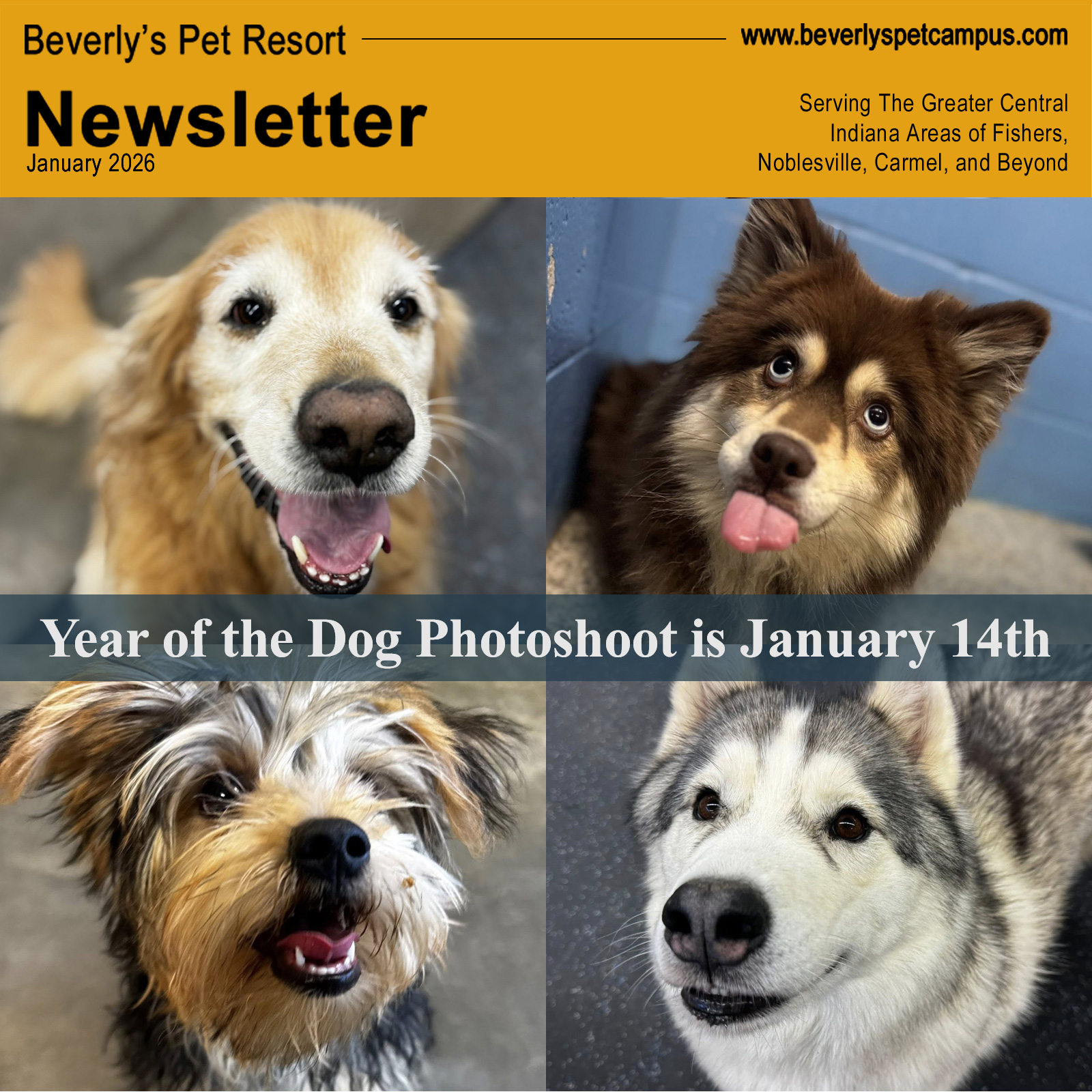 Dog'gon Thankful Photoshoot is Thursday, November 20th at Beverly’s Pet Resort in Fishers