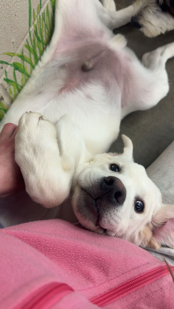 Daycare Pup of the Month: Charlie