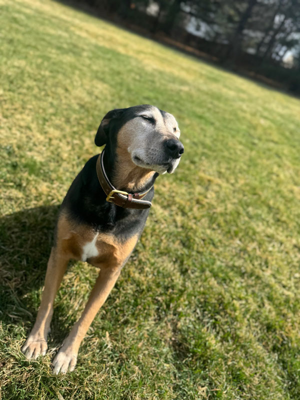 Boarding Pup of the Month: Freyja