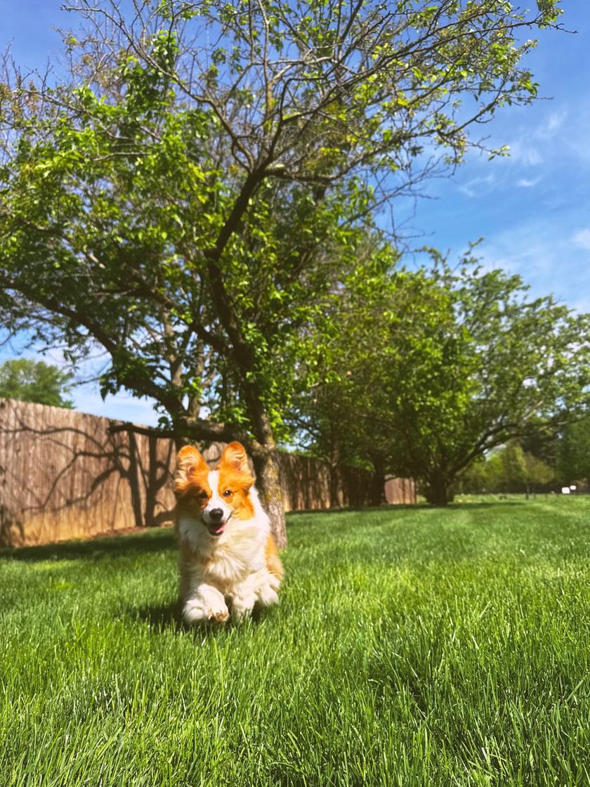 Bark Park Pup of the Month: Harry