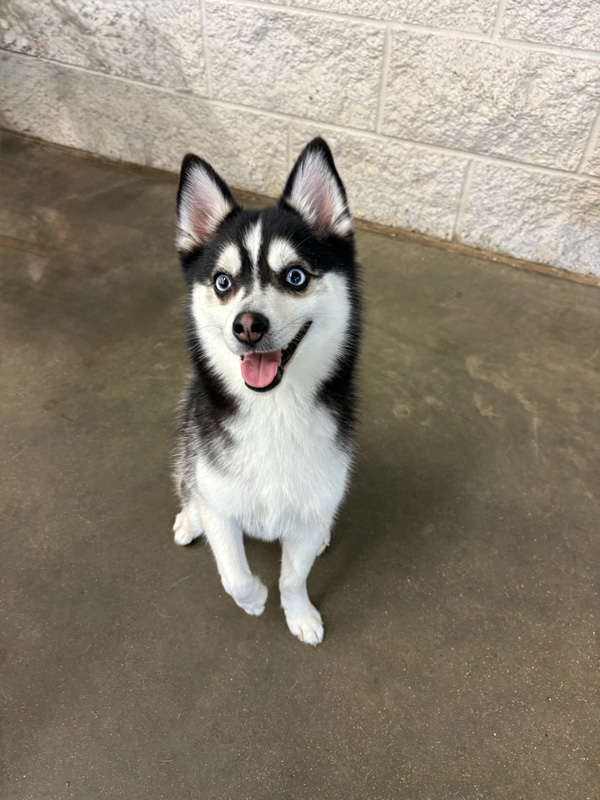 Daycare Pup of the Month: Maui