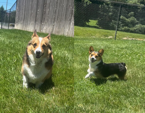 Bark Park Pups of the Month: Zelda & Link