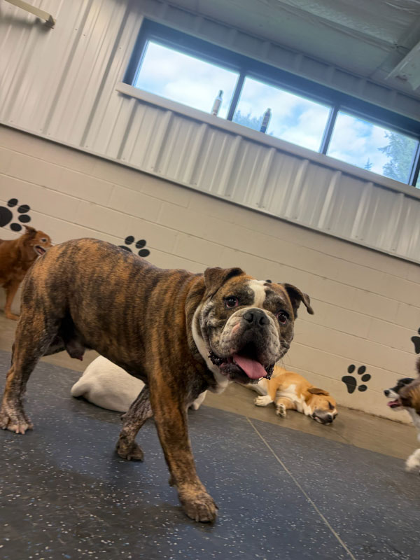 Boarding Pup of the Month: Meatlball